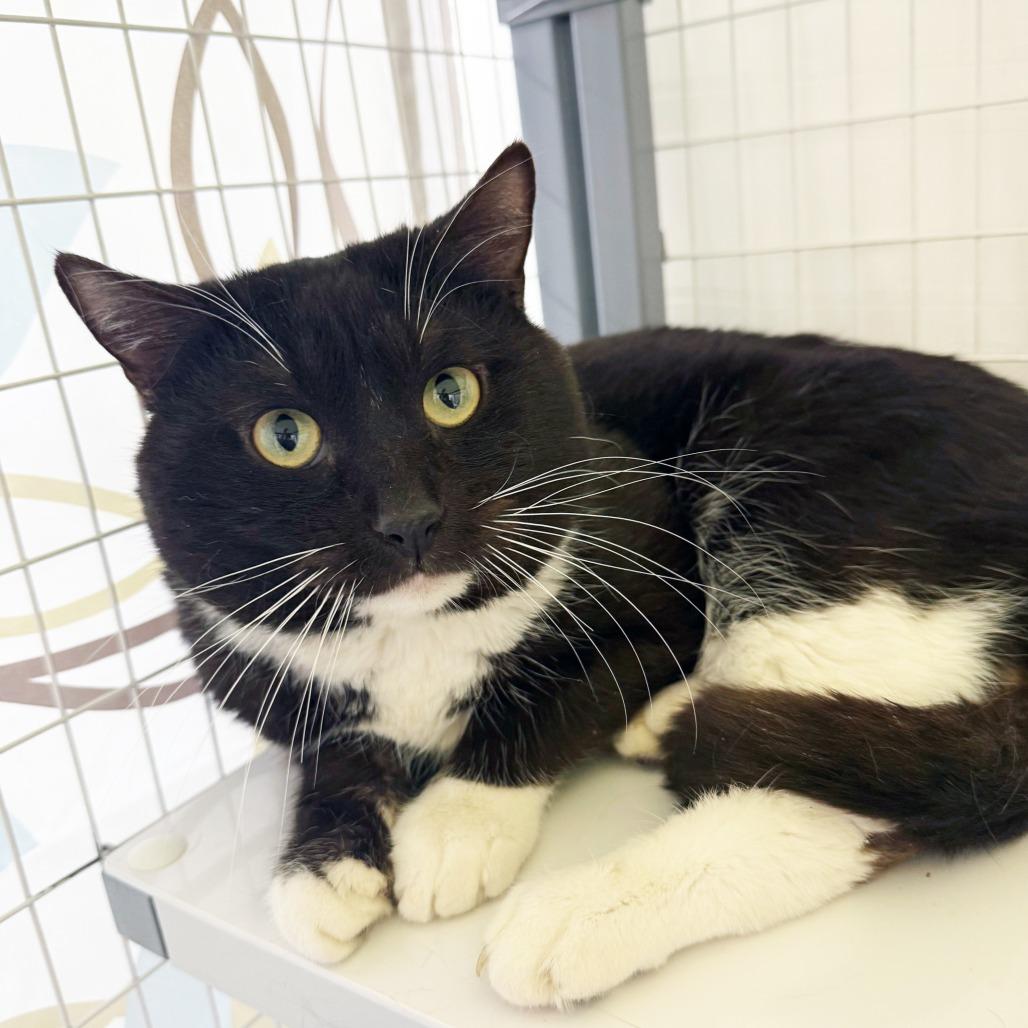 Enlarge Chungus - Big handsome sweetheart, a ADOPTABLE Domestic Short Hair in Oshkosh, WI image 4/5