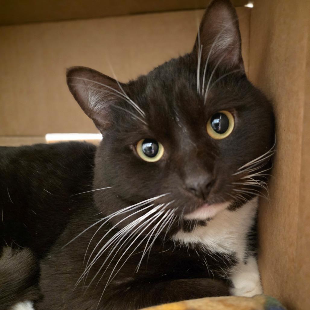 Enlarge Chungus - Big handsome sweetheart, a ADOPTABLE Domestic Short Hair in Oshkosh, WI image 2/5