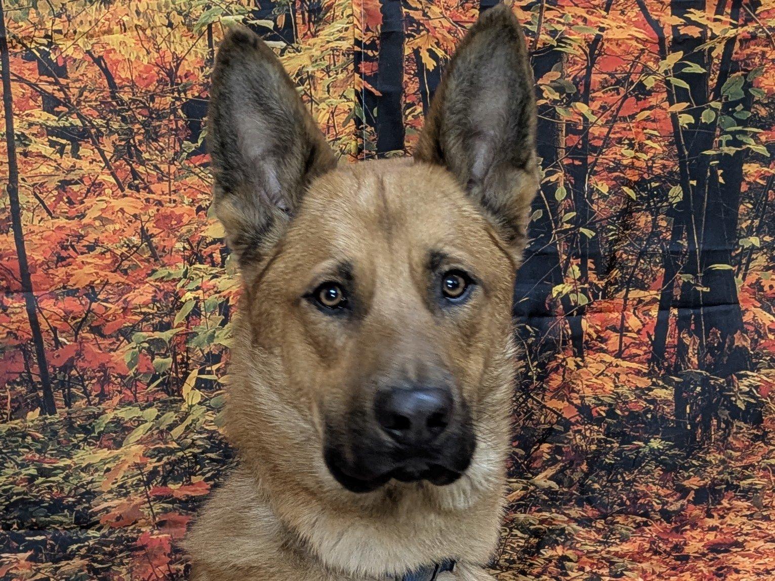 Enlarge Scooter, a ADOPTABLE mixed breed in Republic, WA image 4/6