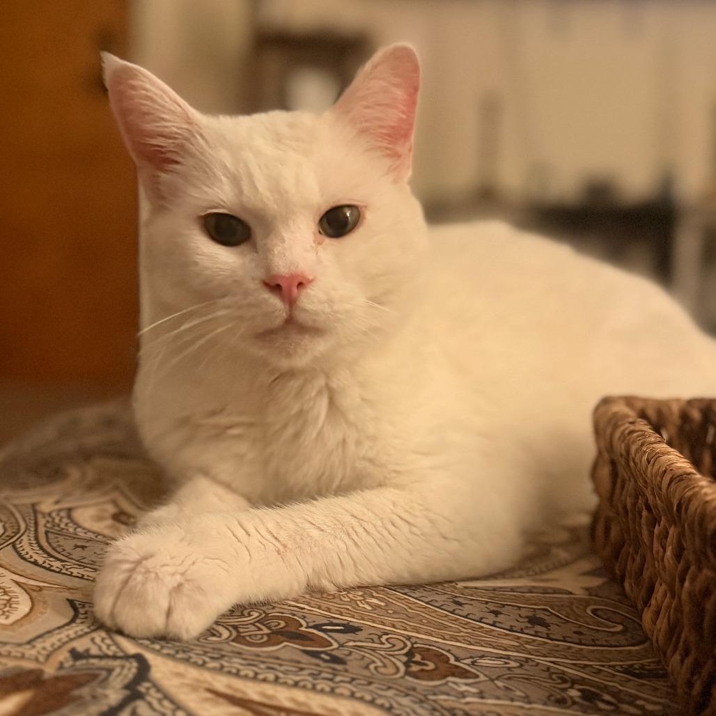 Lily Houston, Adoptable, Senior Female Domestic Short Hair & Domestic Medium Hair.