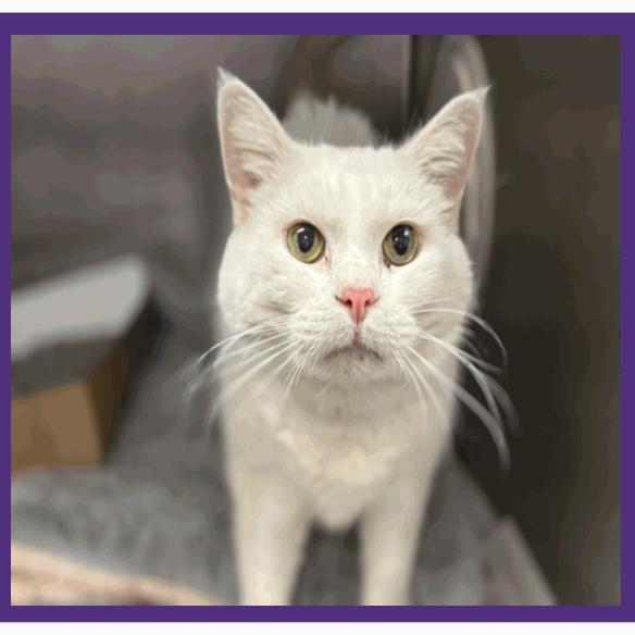 Lily Houston, a Adoptable mixed breed in Denver, CO image 2/6