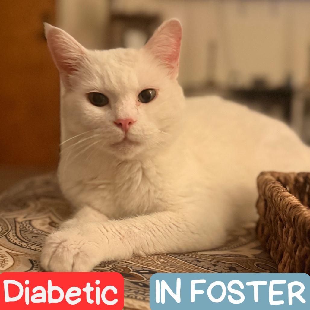 Lily Houston, a Adoptable mixed breed in Denver, CO image 3/6