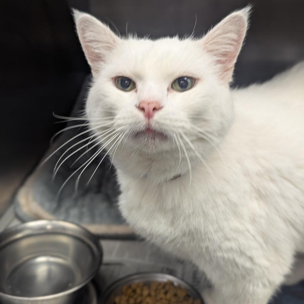 Lily Houston, a Adoptable mixed breed in Denver, CO image 4/6