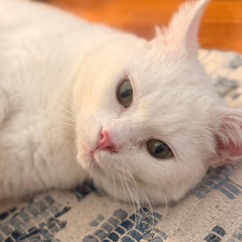 Lily Houston — thumbnail 4