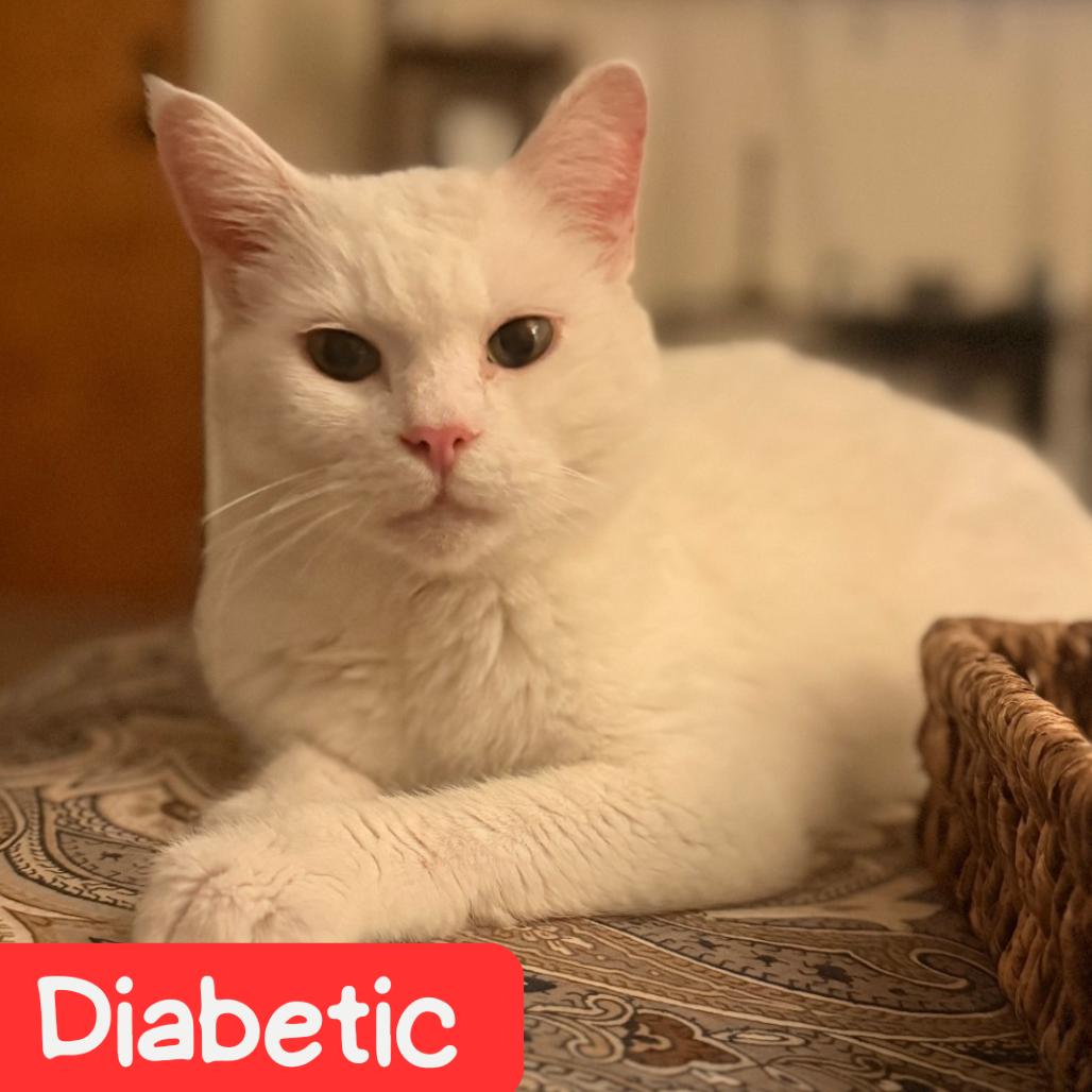 Enlarge Lily Houston, a Adoptable Domestic Short Hair in Denver, CO image 5/6