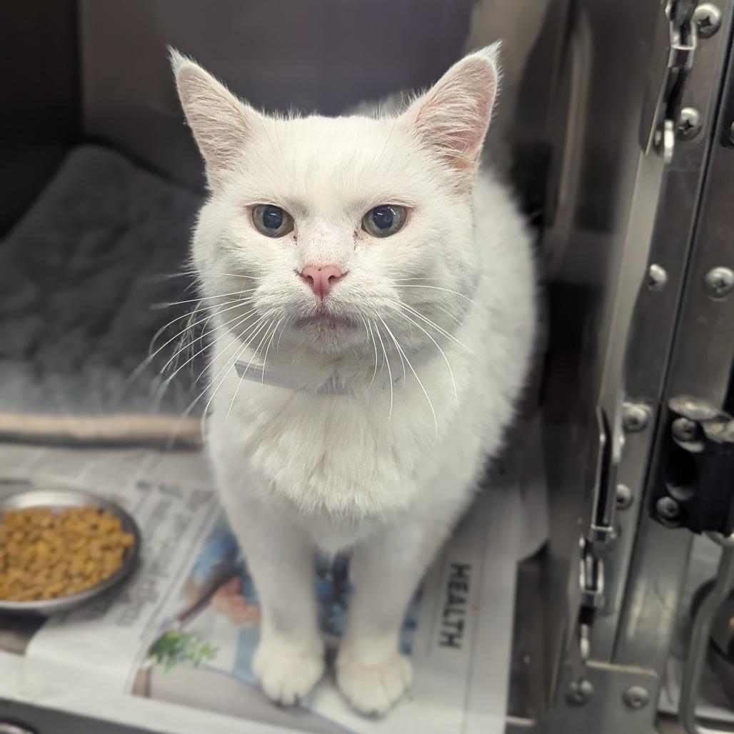 Lily Houston — thumbnail 6