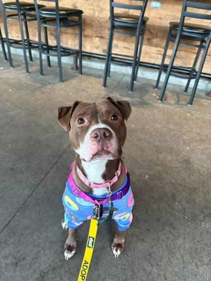 Maserati thumbnail 3