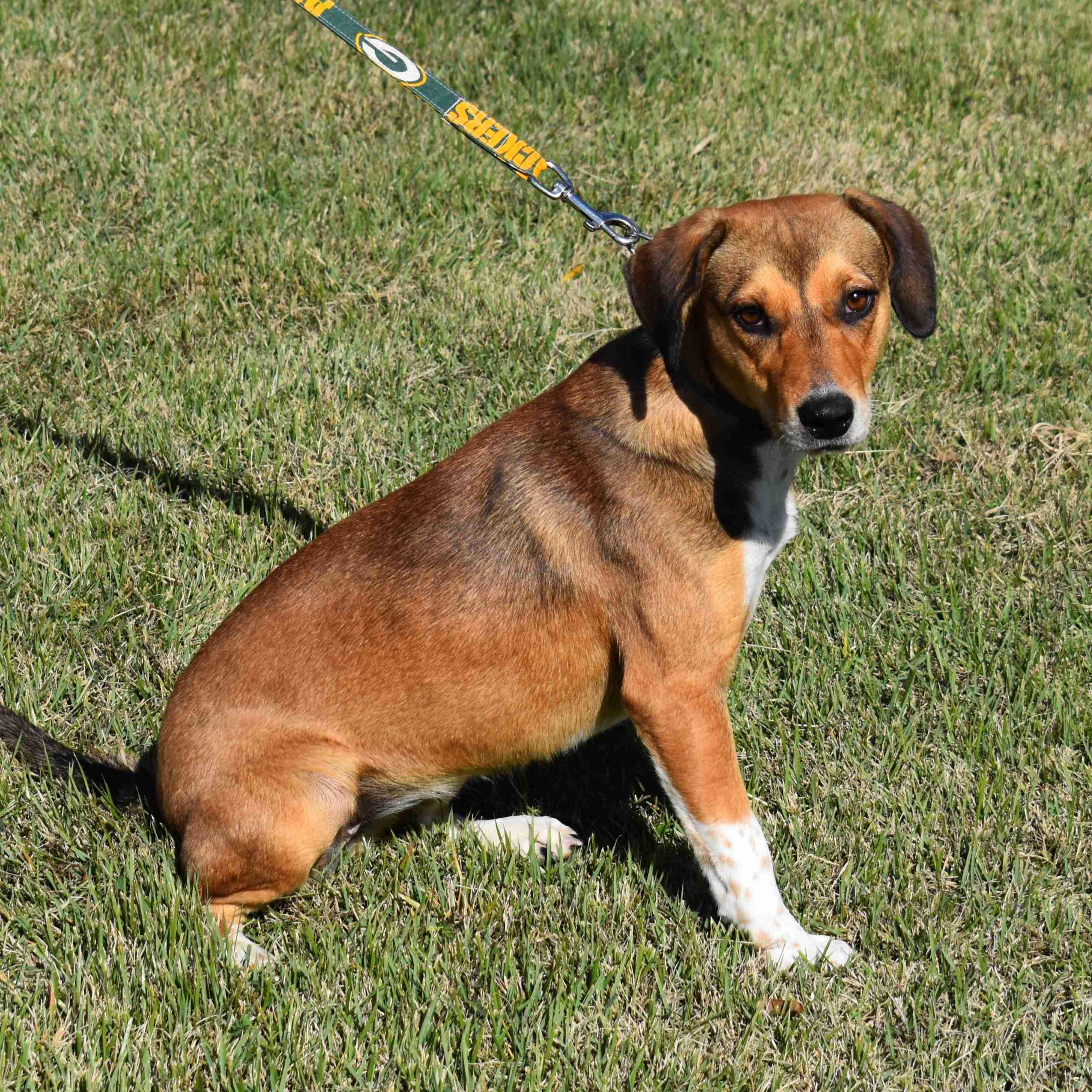 Mandy, a Adoptable mixed breed in Searcy, AR image 6/6
