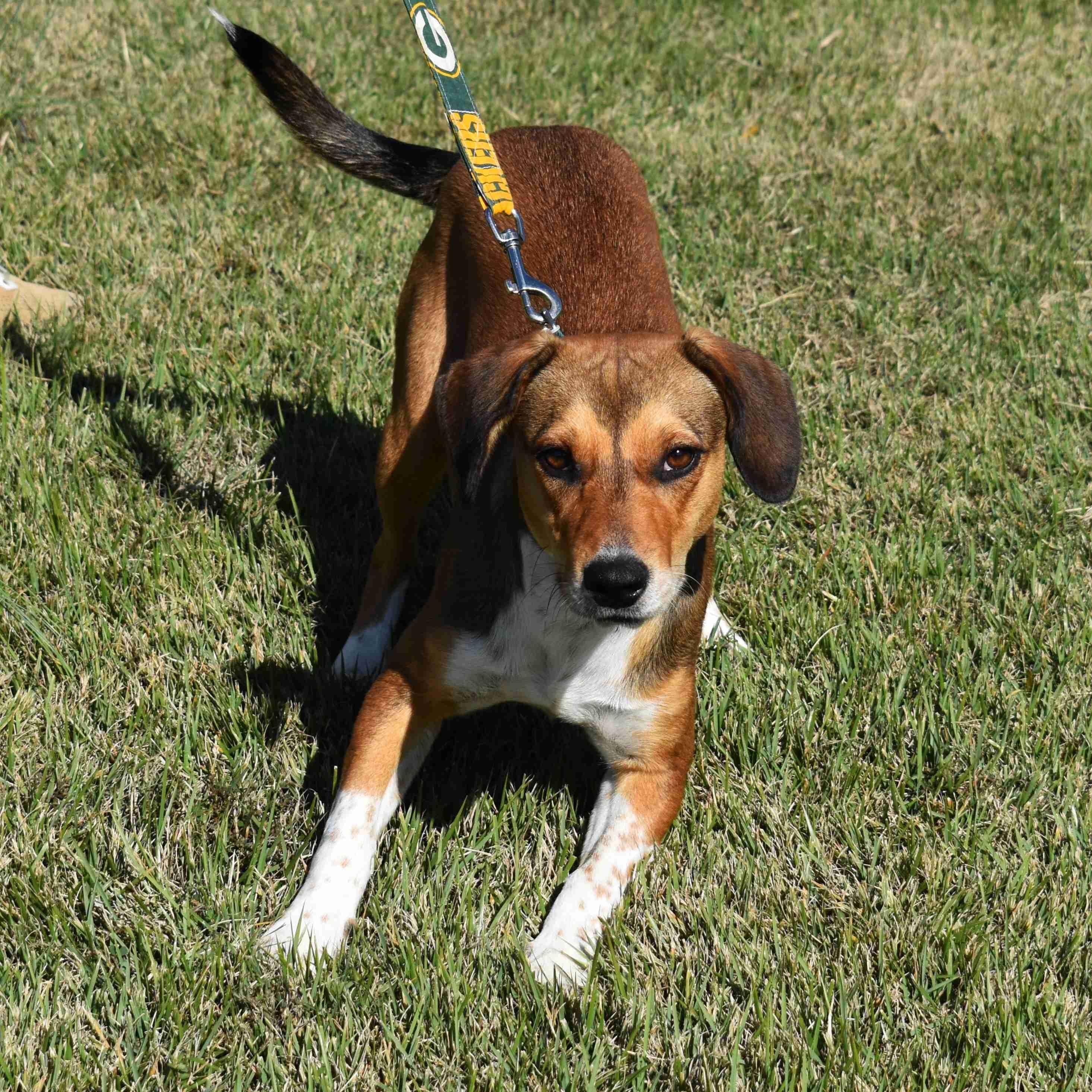 Mandy, a Adoptable mixed breed in Searcy, AR image 2/6