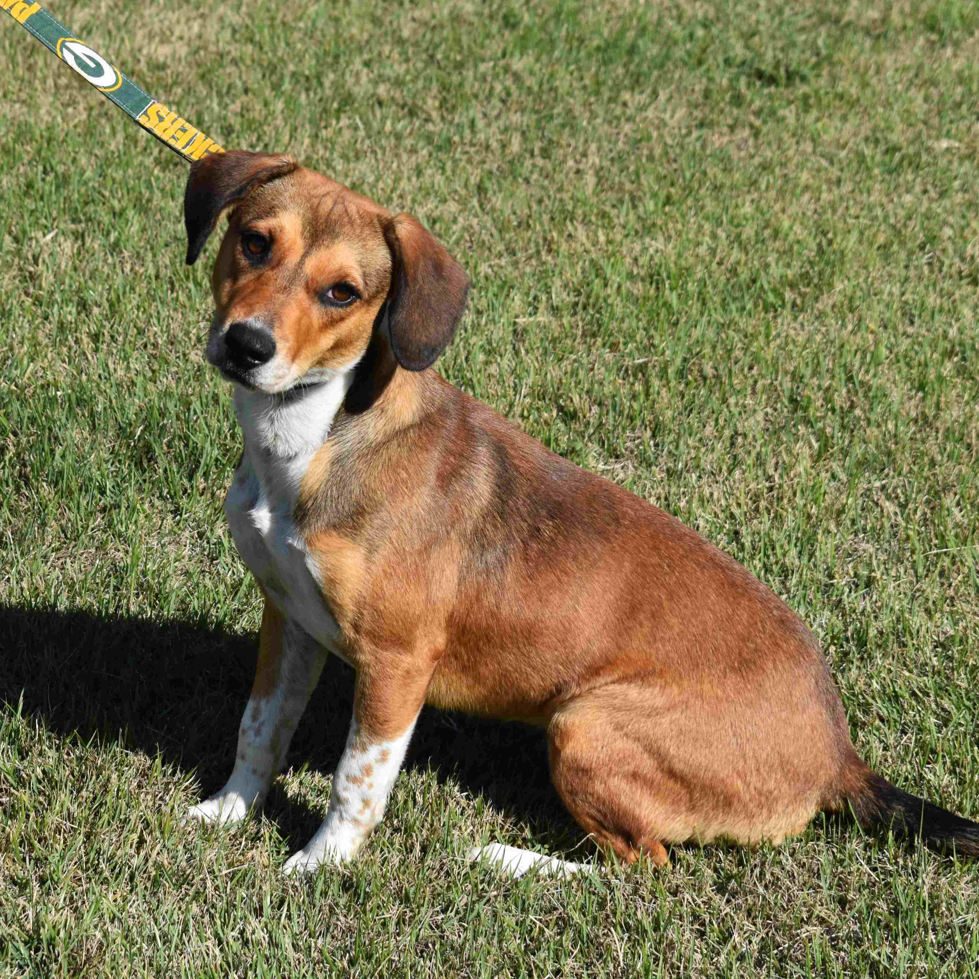 Mandy, Adoptable, Young Female Beagle.