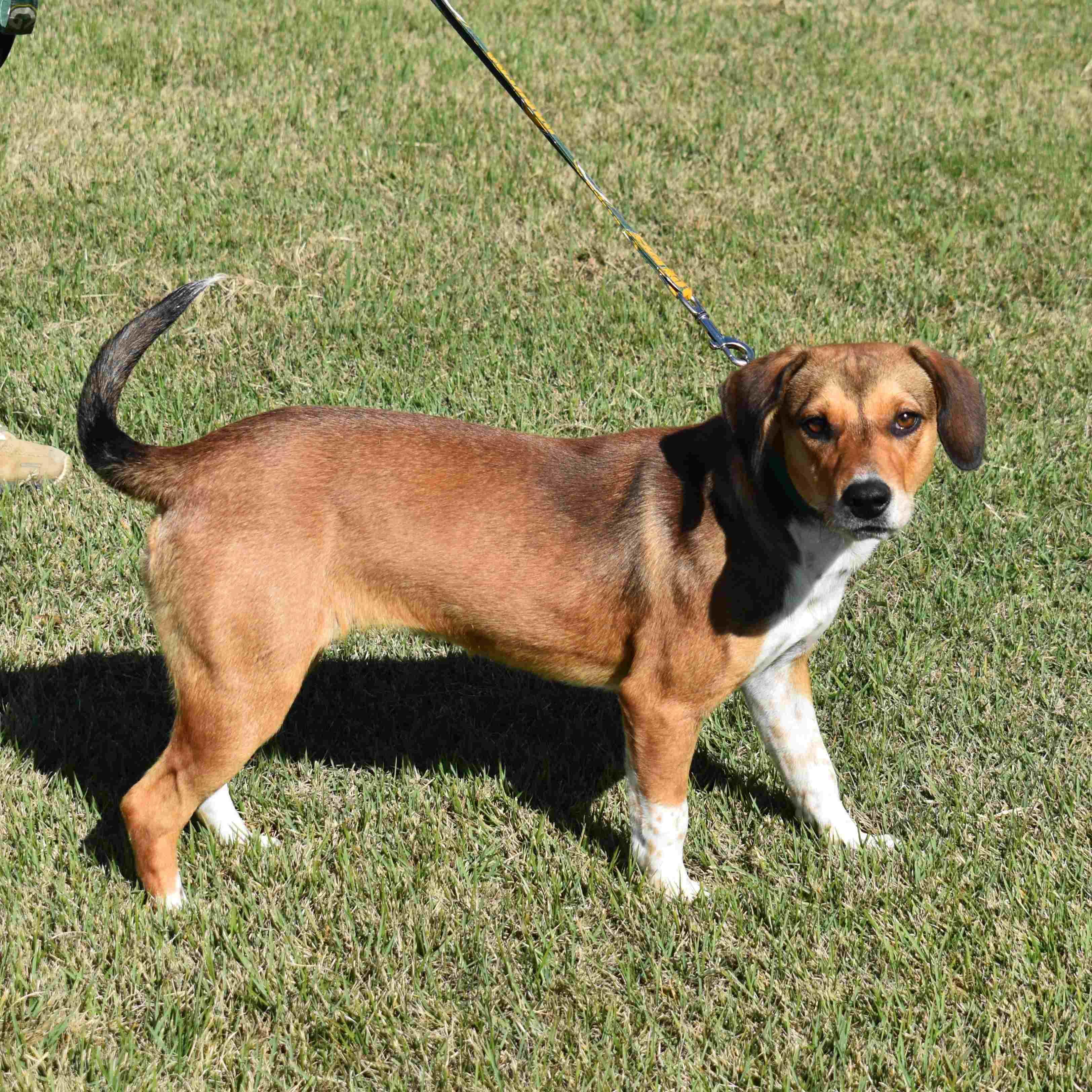 Mandy, a Adoptable mixed breed in Searcy, AR image 3/6