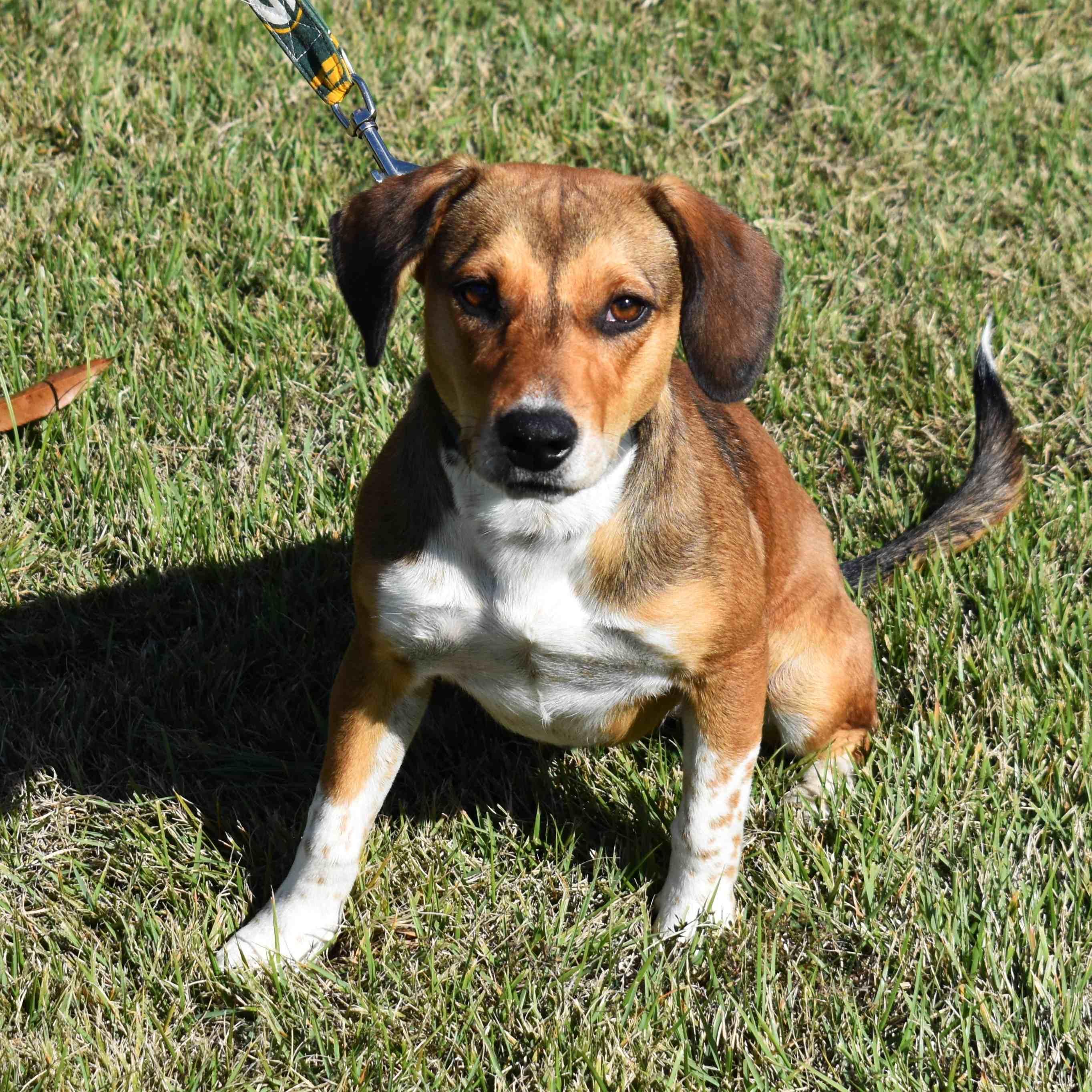 Mandy, a Adoptable mixed breed in Searcy, AR image 4/6