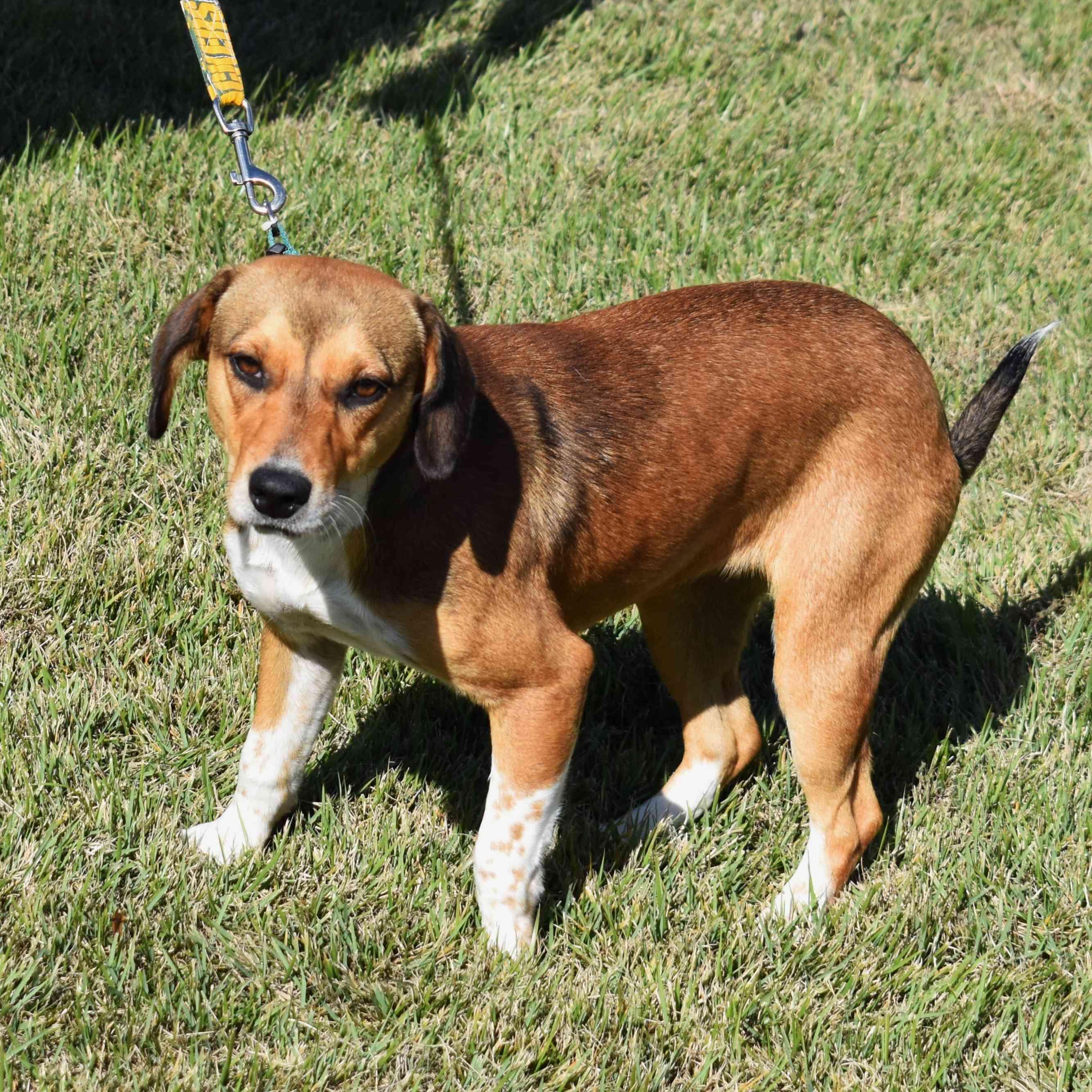 Mandy, a Adoptable mixed breed in Searcy, AR image 5/6