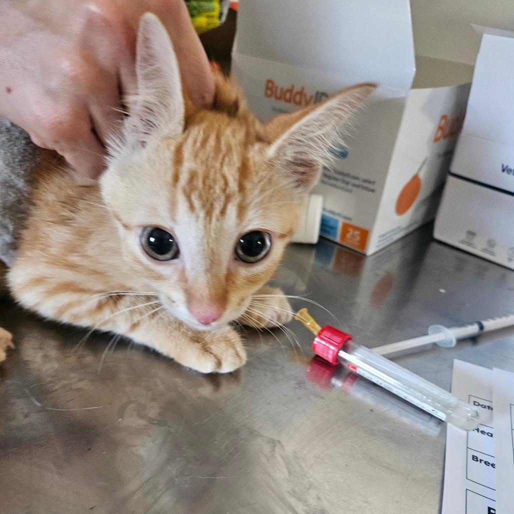 Gustof, Adoptable, Kitten Male Domestic Short Hair.
