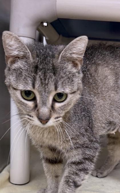 Josephine, Adoptable, Young Female Domestic Short Hair & Domestic Short Hair.