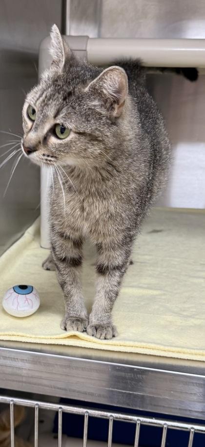 Josephine, a Adoptable mixed breed in Wilkesboro, NC image 3/3