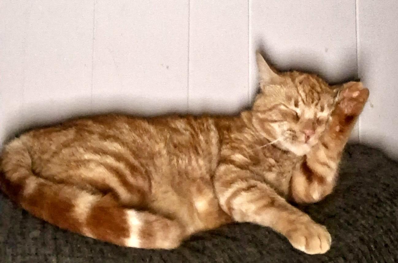 Morris (LW), Adoptable, Senior Male Domestic Short Hair.