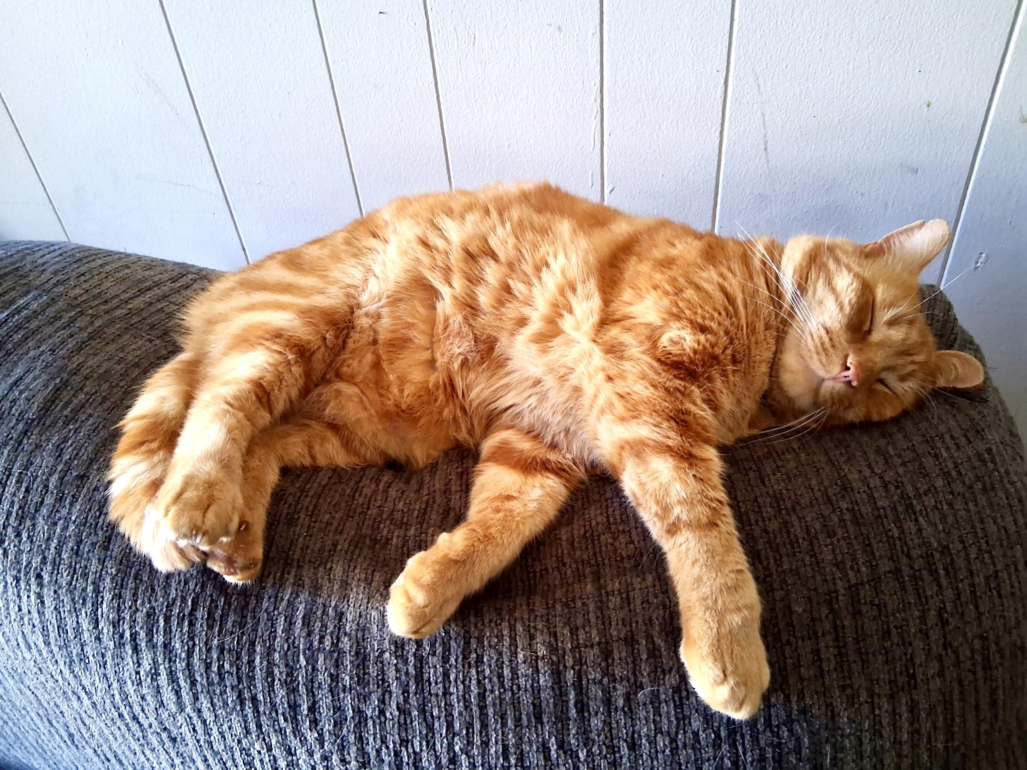 Enlarge Morris (LW), a Adoptable Domestic Short Hair in Simpsonville, SC image 2/2