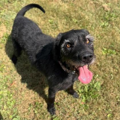 Poppy, Adoptable, Adult Male Mixed Breed.