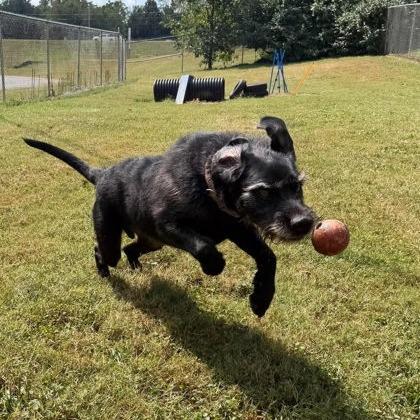 Enlarge Poppy, a Adoptable Mixed Breed in Erie, PA image 2/2