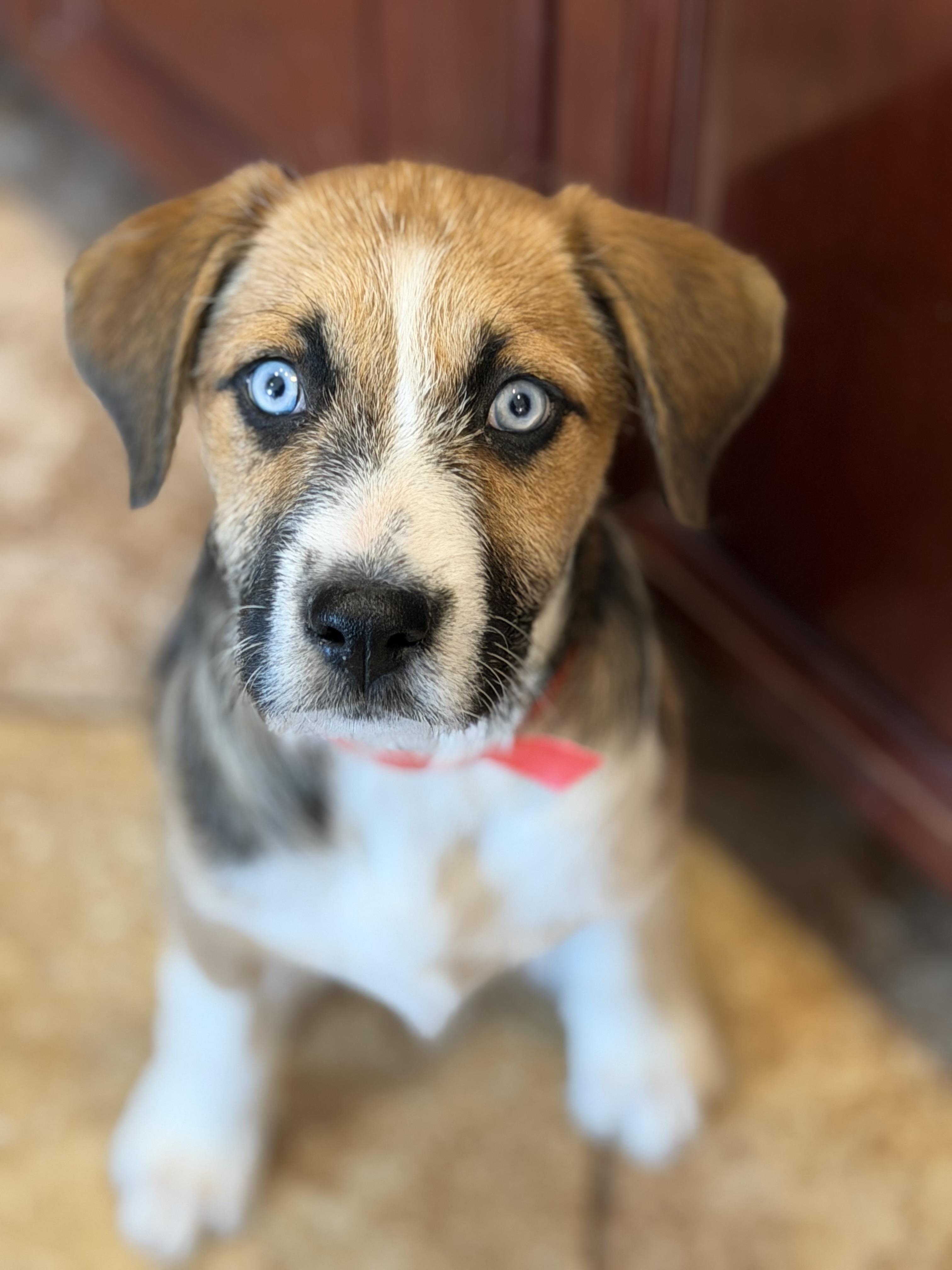 Enlarge MILLIE, an adopted mixed breed in Dumont, NJ image 2/4