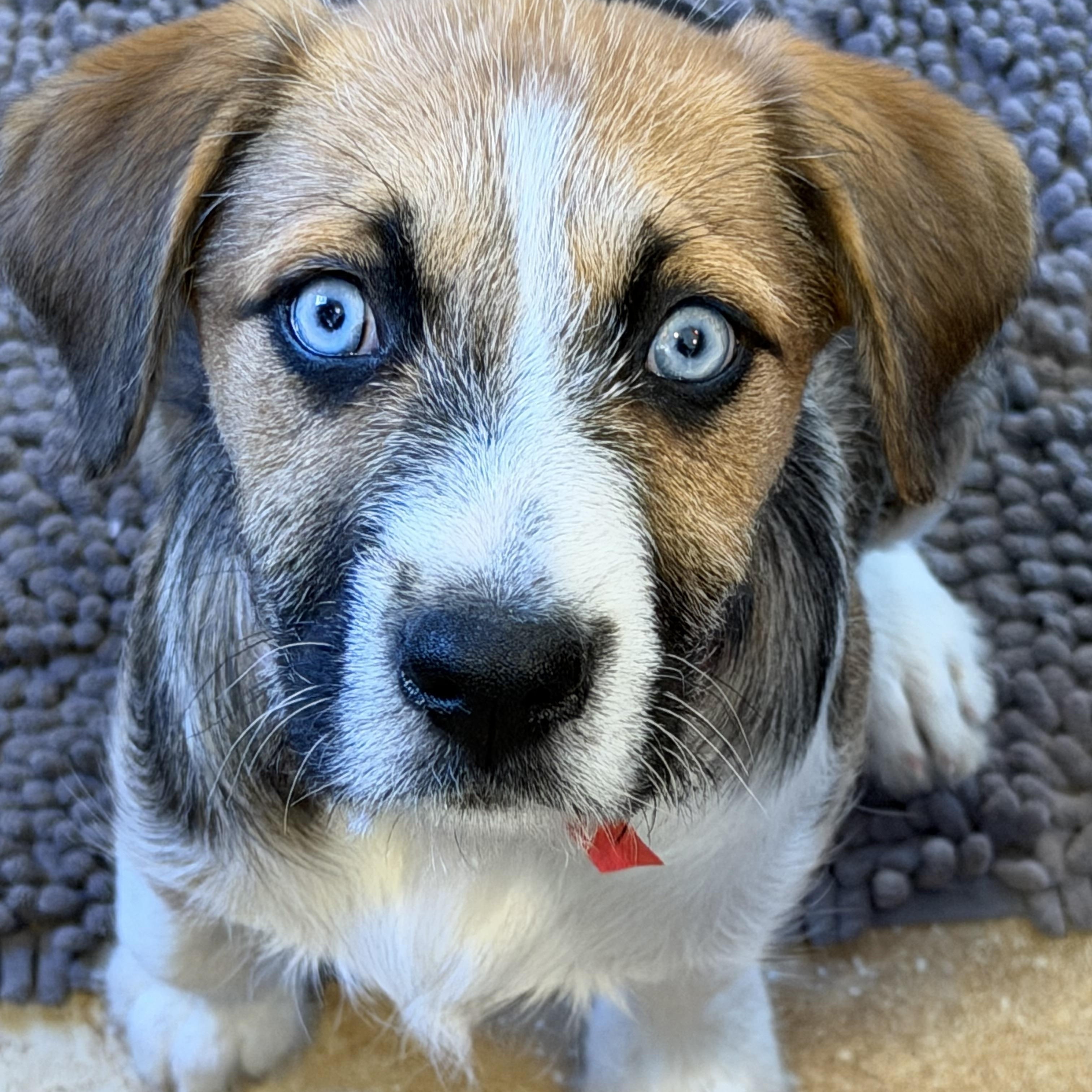 MILLIE, adopted, Puppy Female Australian Shepherd & German Shepherd Dog.