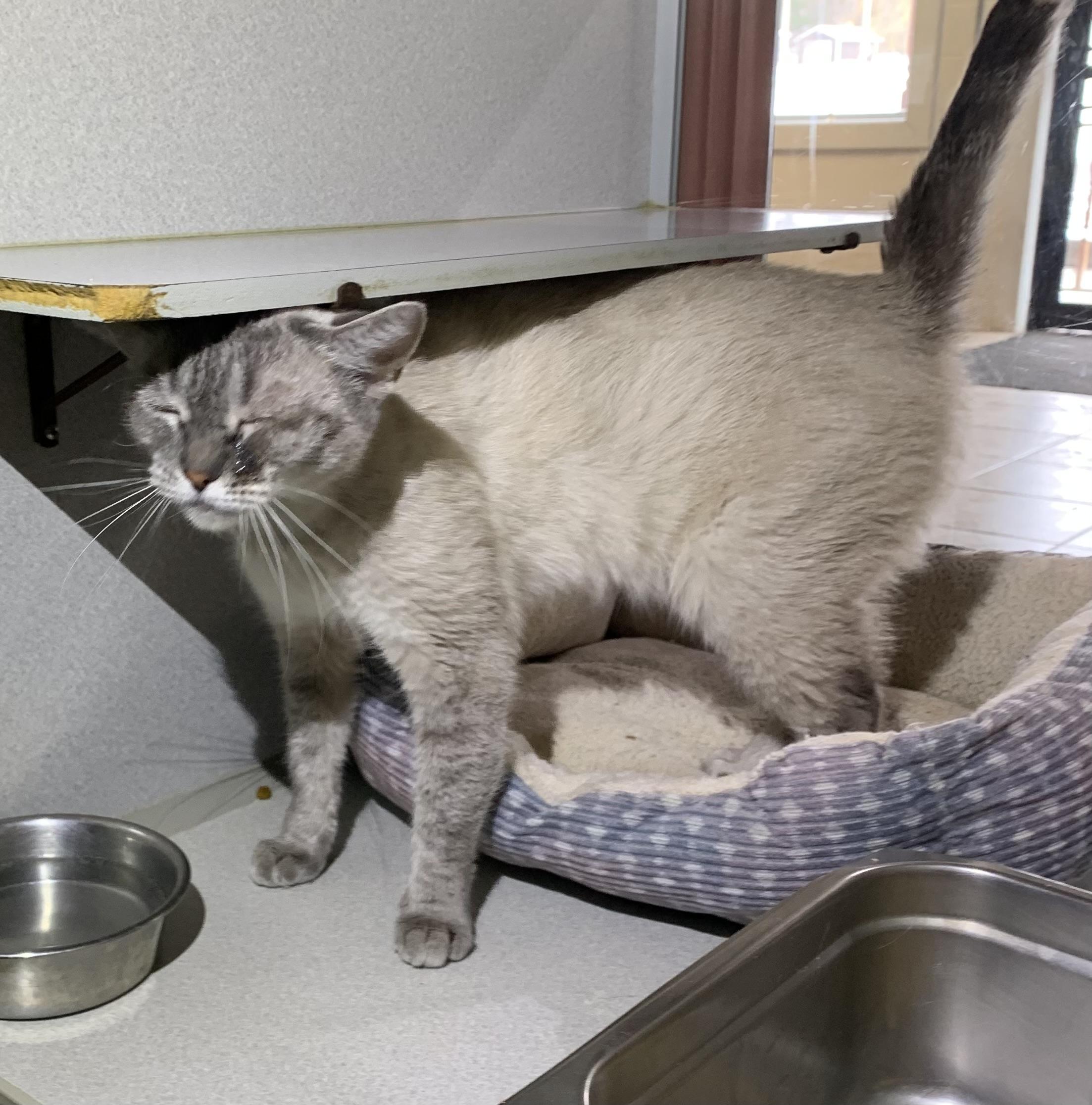 Enlarge Lexus, a ADOPTABLE mixed breed in Massena, NY image 1/1