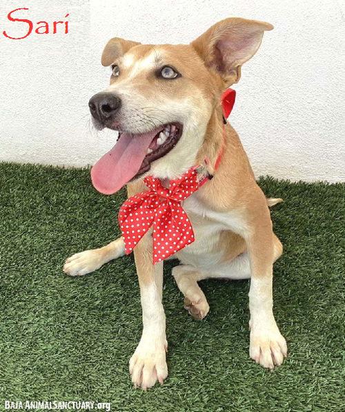 Enlarge Sari, a Adoptable mixed breed in San Diego, CA image 1/1