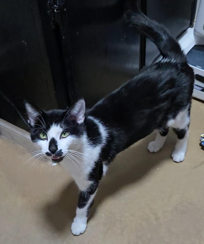 Ekko — thumbnail 2