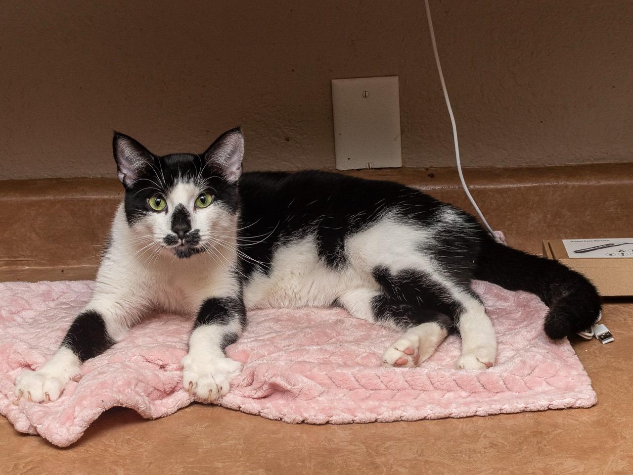 Ekko — thumbnail 3