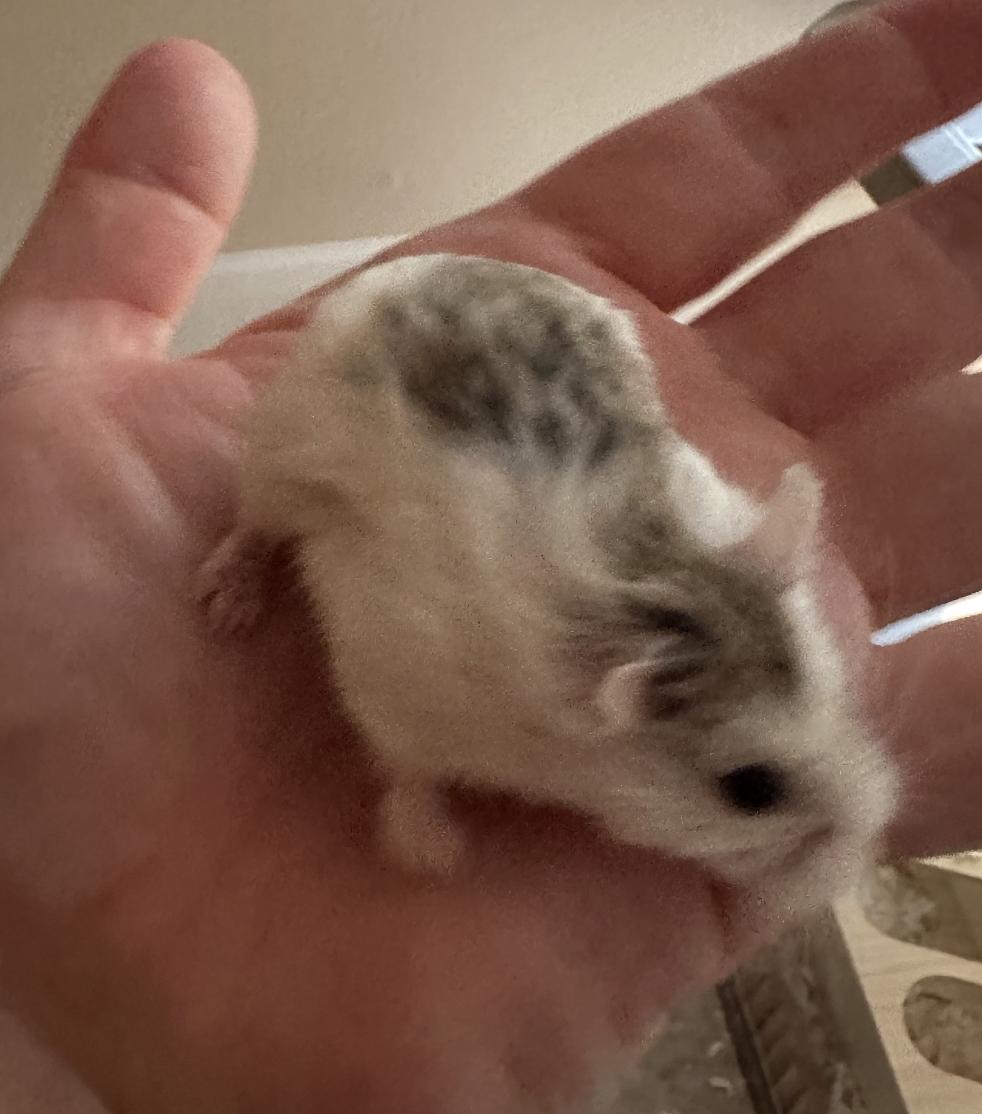 Circe, ADOPTABLE, Adult Female Dwarf Hamster.