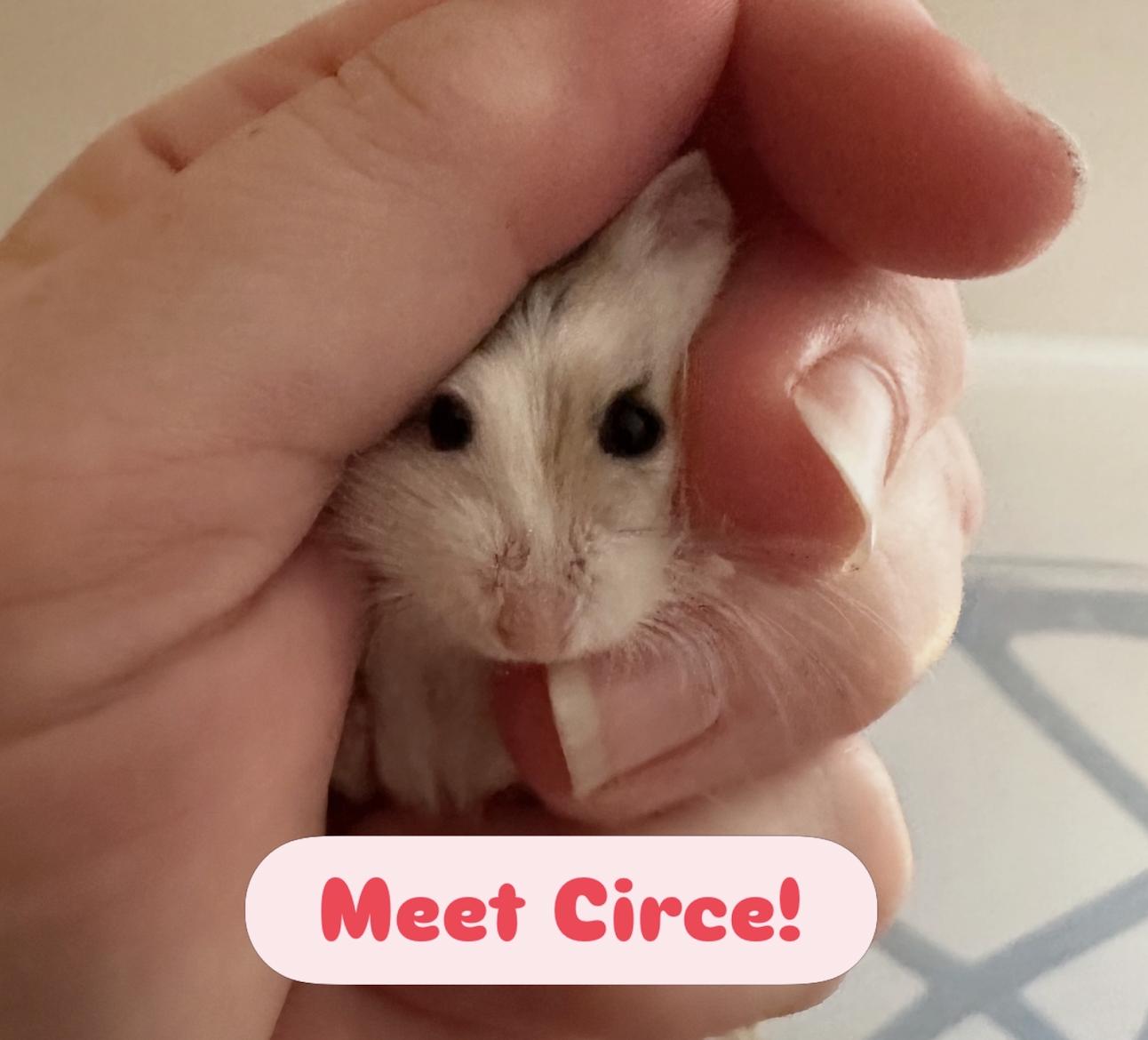 Circe, a ADOPTABLE Dwarf Hamster in Minneapolis, MN image 2/2