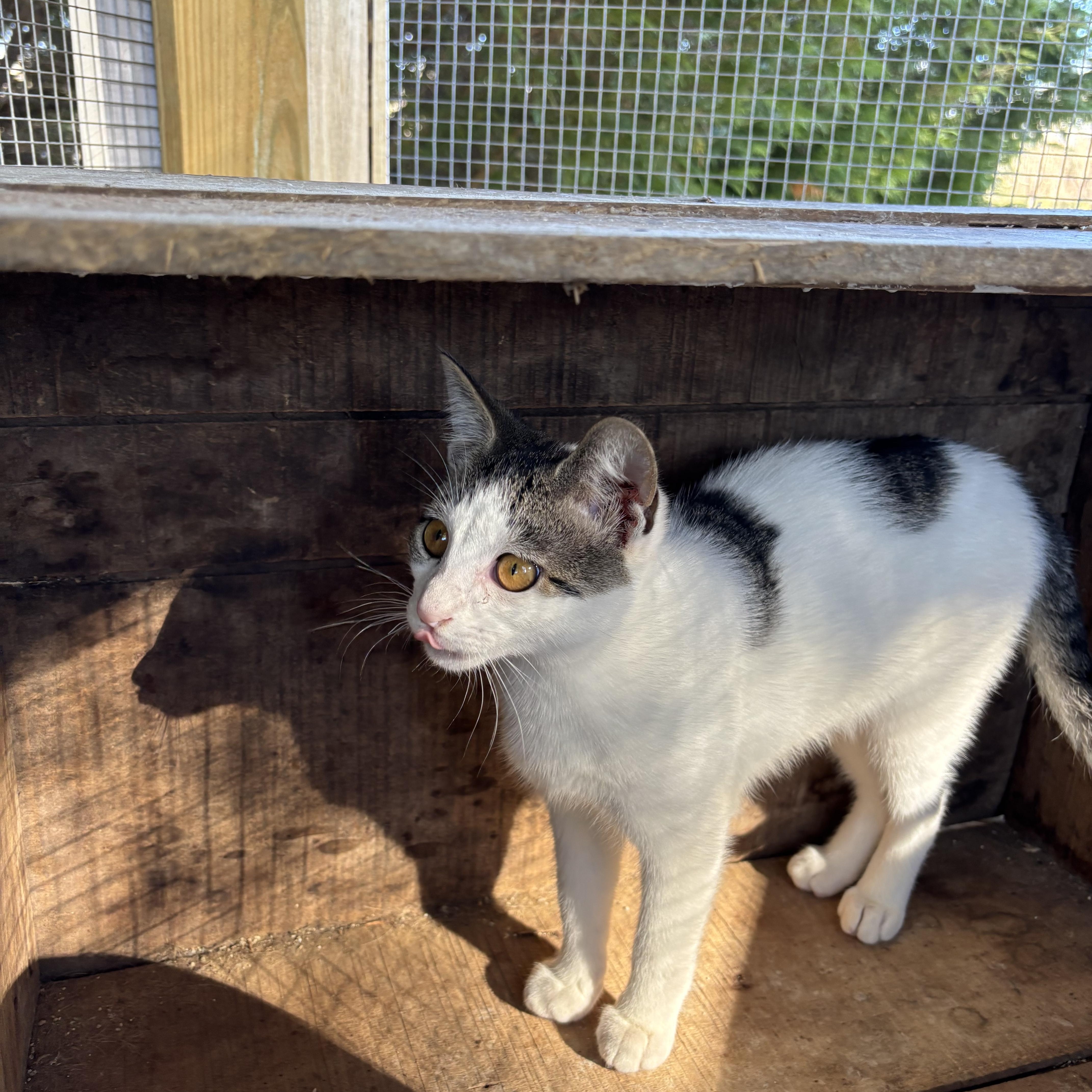 Enlarge Minnow, an adoptable Domestic Short Hair in Hemingway, SC image 2/2