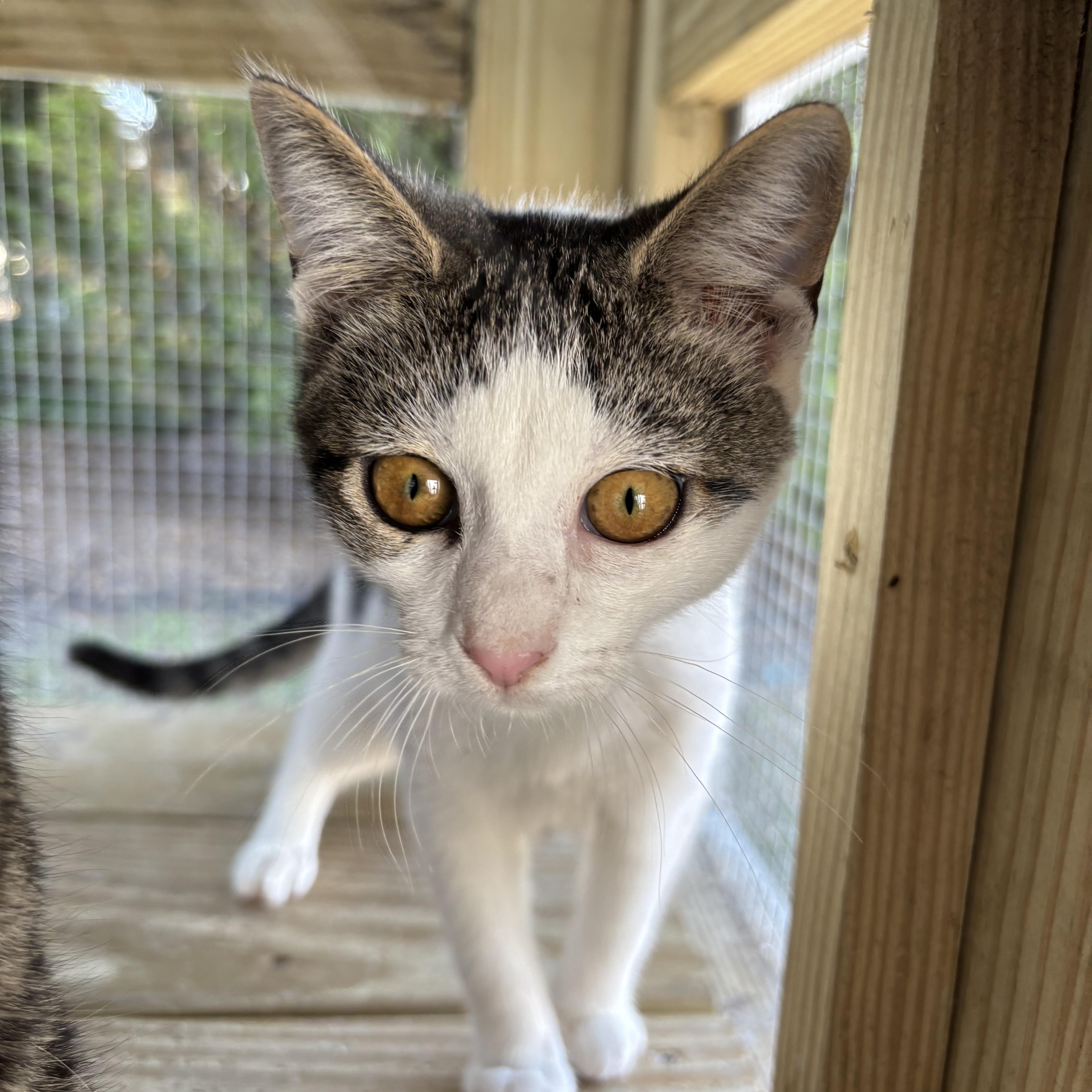 Minnow, Adoptable, Kitten Male Domestic Short Hair.