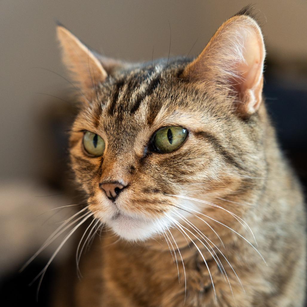 JLo, Adoptable, Senior Female Domestic Short Hair.