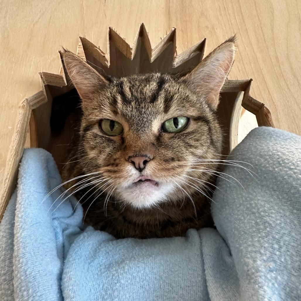 Enlarge JLo, a Adoptable Domestic Short Hair in Durango, CO image 1/4