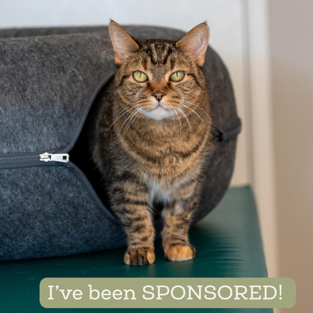 Enlarge JLo, a Adoptable Domestic Short Hair in Durango, CO image 3/6