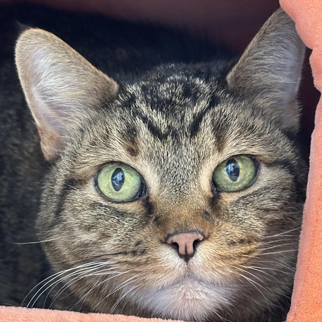 Enlarge JLo, a Adoptable Domestic Short Hair in Durango, CO image 4/4