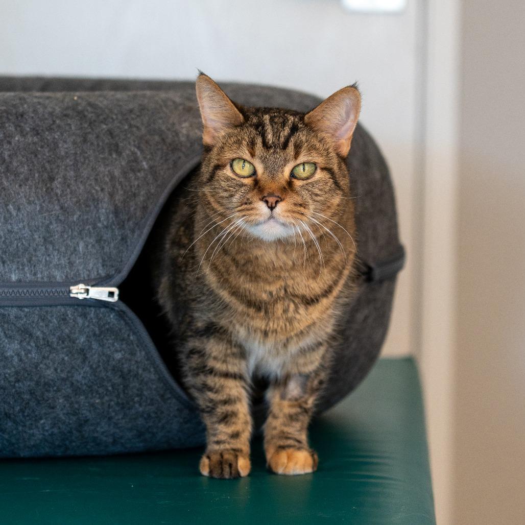 Enlarge JLo, a Adoptable Domestic Short Hair in Durango, CO image 6/6