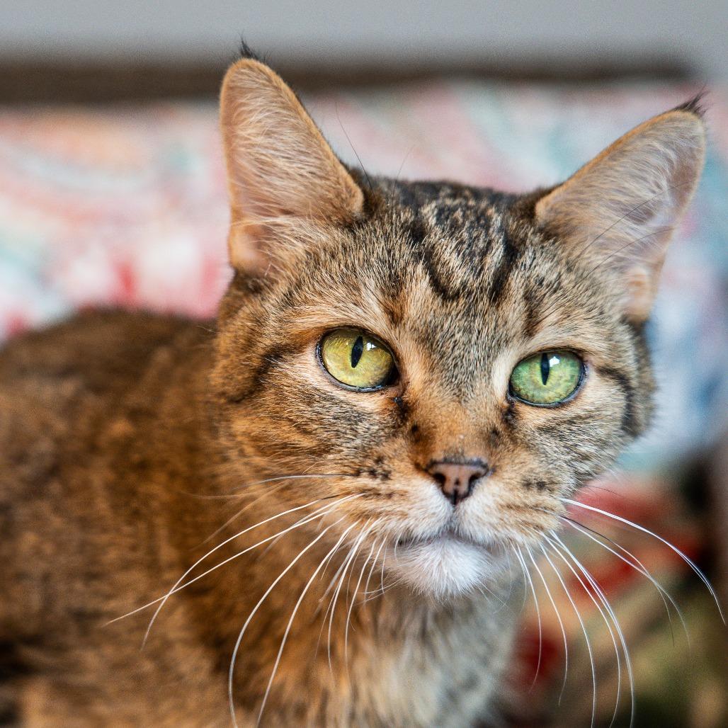 Enlarge JLo, a Adoptable Domestic Short Hair in Durango, CO image 5/5