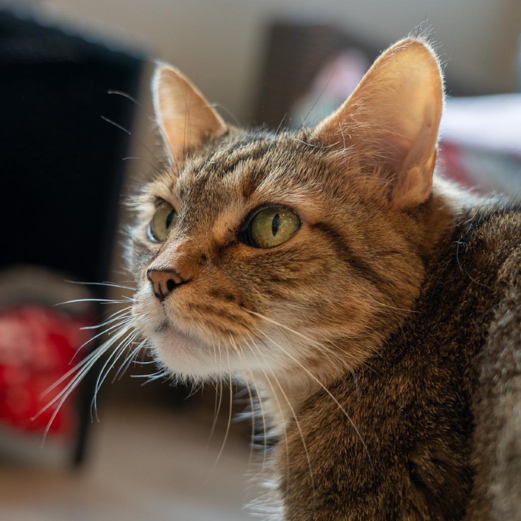 Enlarge JLo, a Adoptable Domestic Short Hair in Durango, CO image 6/6