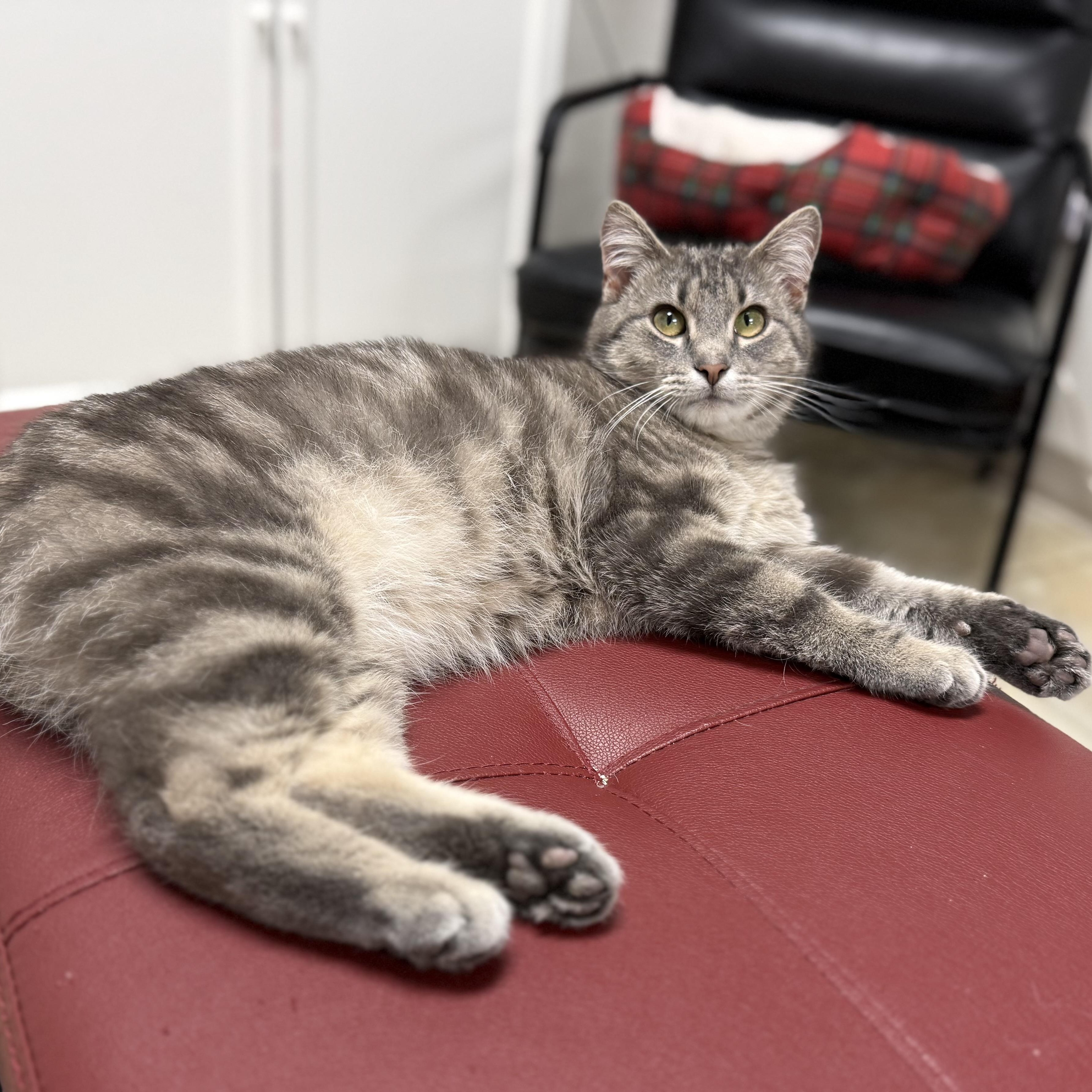 Guinness, ADOPTABLE, Adult Male Domestic Short Hair.