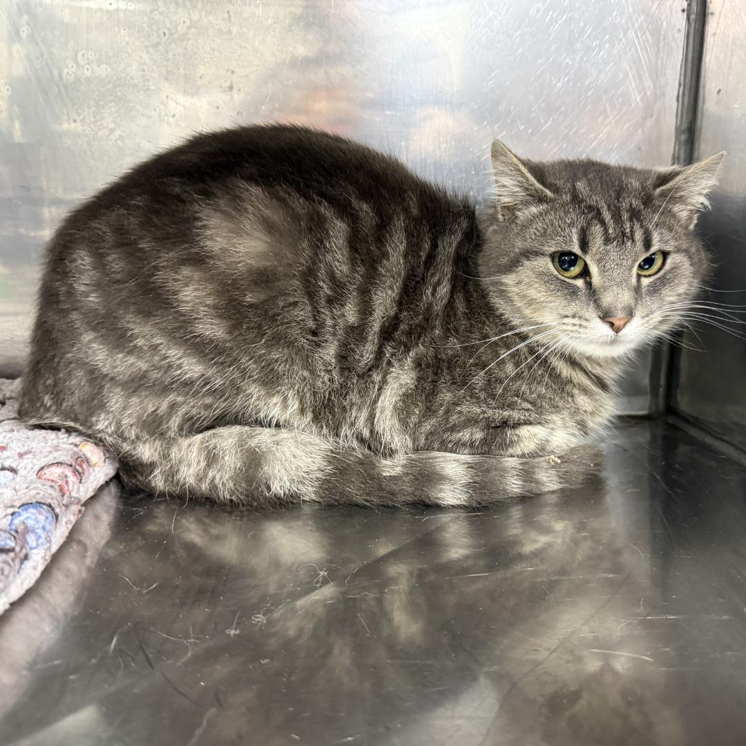 Guinness, ADOPTABLE, Young Male Domestic Short Hair.