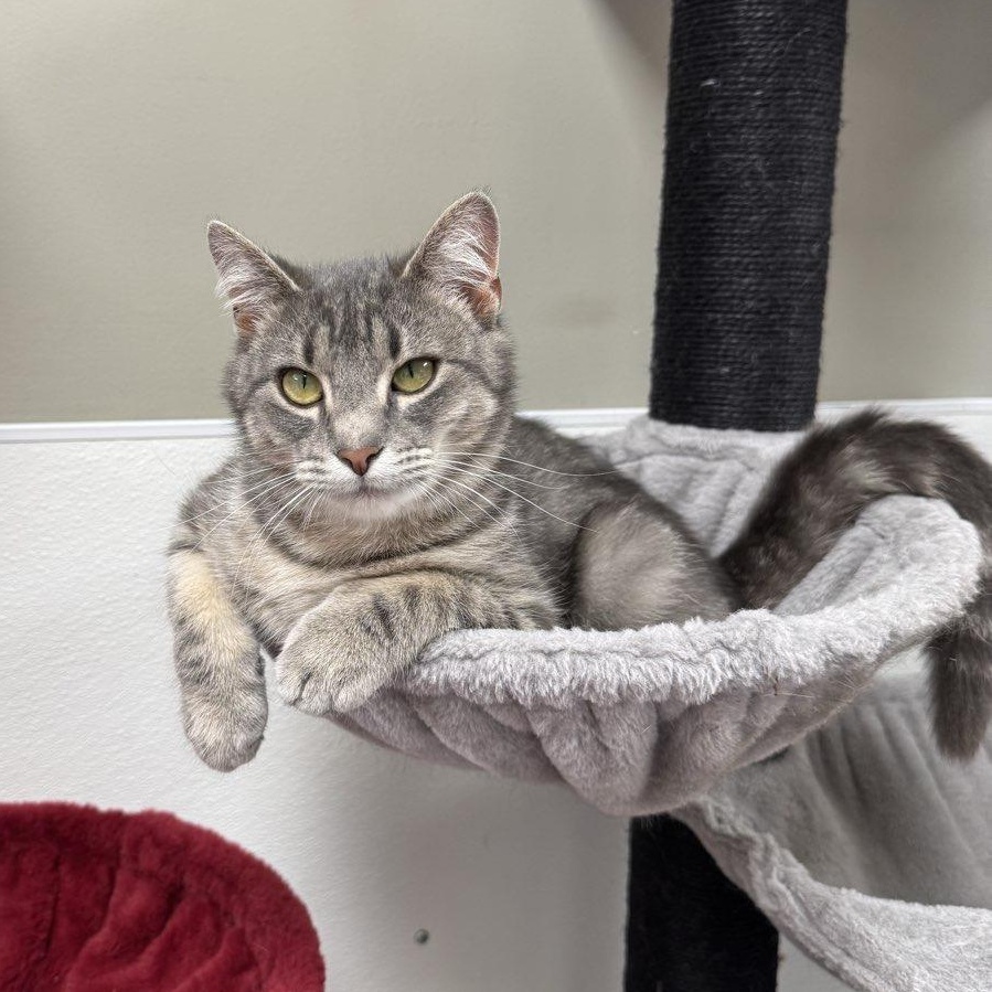 Enlarge Guinness, a ADOPTABLE mixed breed in Bridgeville, PA image 2/2