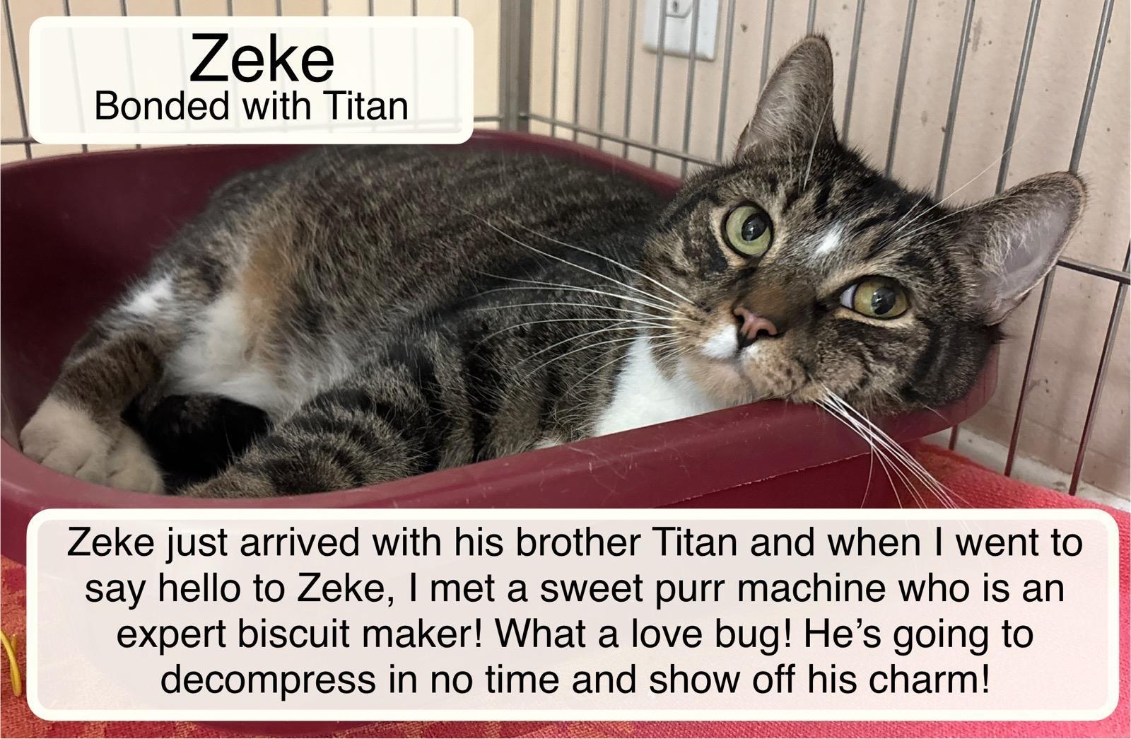 Enlarge Zeke & Titan at Luna Cat Collective, a Adoptable Domestic Short Hair in Ellicott City, MD image 3/6