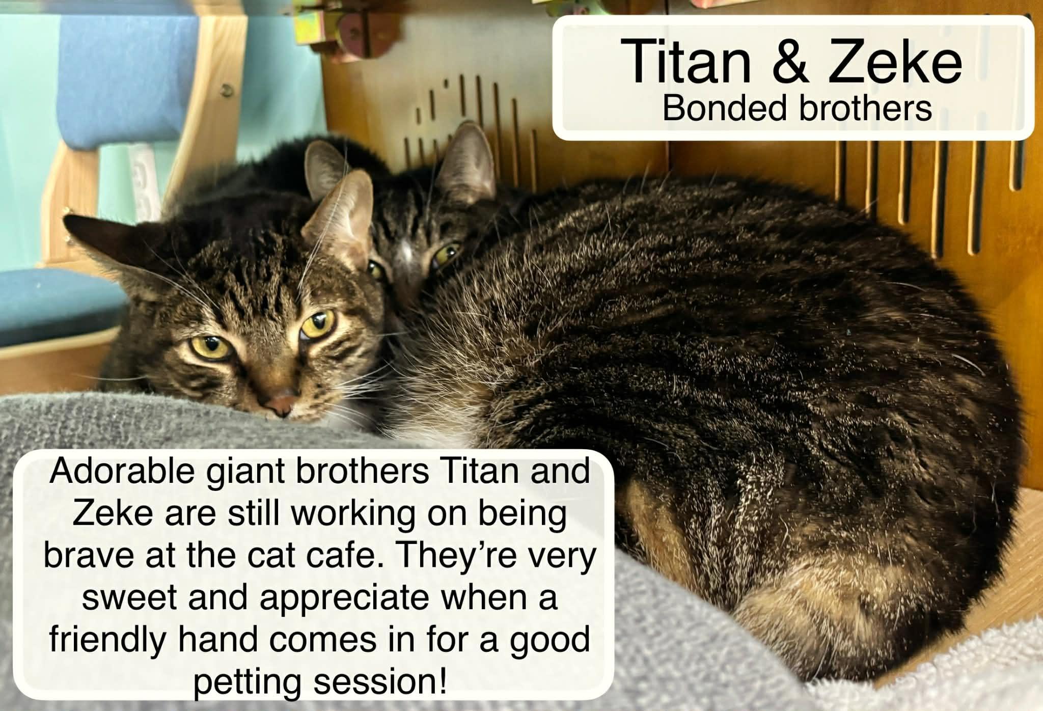 Enlarge Zeke & Titan at Luna Cat Collective, a Adoptable Domestic Short Hair in Ellicott City, MD image 5/6