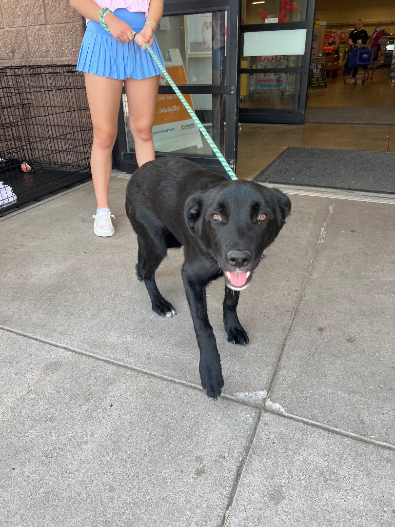 Enlarge Kodiak, a Adoptable German Shepherd Dog in Tulsa, OK image 1/2