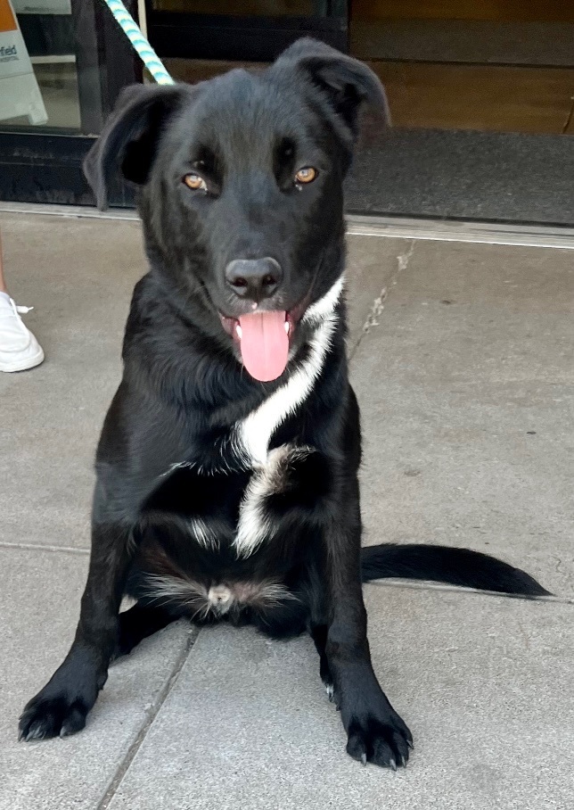 Enlarge Kodiak, a Adoptable German Shepherd Dog in Tulsa, OK image 2/2