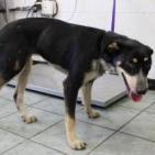 Jenna (Hound), Adoptable, Adult Female Hound & Mixed Breed.