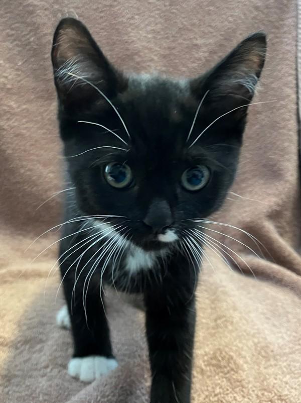 Enlarge Glen Coco, a Adoptable mixed breed in Staten Island, NY image 1/1